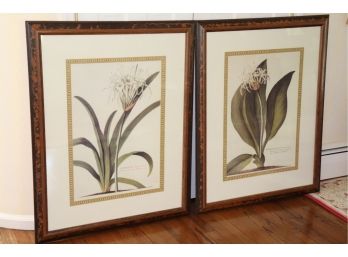 Pair Of Vintage Botanical Prints In Antiqued Frames