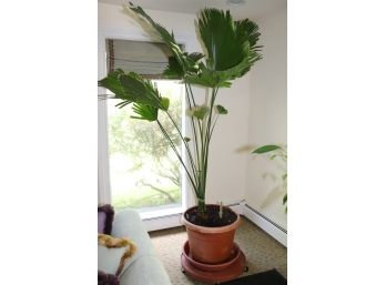 Large Beautiful Live Palm Leaf Plant In Plastic Planter - Wow This Is Exotic And Real!