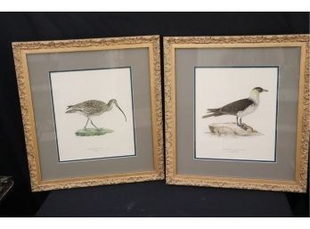 Charming Pair Of Bird Prints In Elaborate Gold Carved Matted Frames Highlighting The Coloration Of The Bird