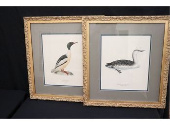 Pair Of Water Fowl  Prints In Decorative Gold Frames With Descriptions Of Latin Names