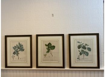 Set Of 3 Lovely Botanical Art Prints