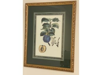 Fruit Tree Botanical Print In Ornate Gilded Frame