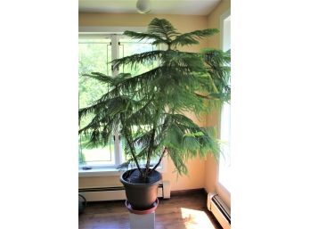 Beautiful Large Live Fern Tree - Tree Stands Approximately 6 Feet Tall