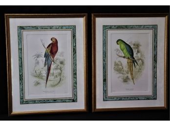 Red & Blue Macaw & Blue Banded Nanode Bird Print In Beautiful Frames