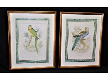 Barraband Ring Parrakeet & Pale Headed Broad Tail Print In A Gold Frame Lixars SC By Picture Perfect Frame