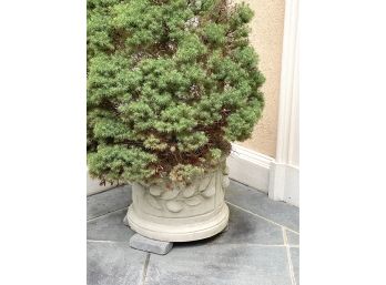 Cement Planter With Lemon Branch Detail  Includes Soil & Planted Evergreen