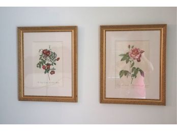 2 Floral Prints The Royal Virgin Rose Without Thorns Rosa Gallo