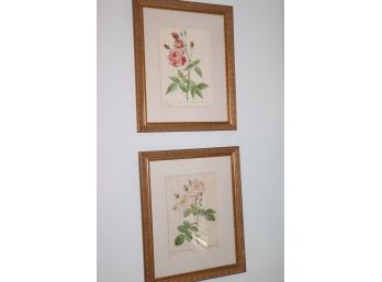 2 Floral Prints - Rosa Indica Vulgaris & Rosa Damascena Variegata- Bossin Sculp