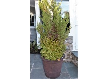 Resin Planter With Juniper & Boxwood Evergreens