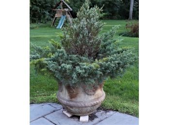 Vintage Cement Planter With Floral Decoration With Evergreens