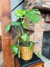 Live Monsterra Plant With Lined Wicker Basket