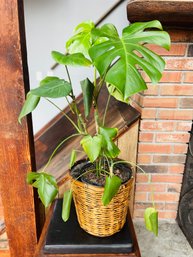 Live Monsterra Plant With Lined Wicker Basket
