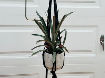 Hanging Macrame Pineapple Plant And Planter