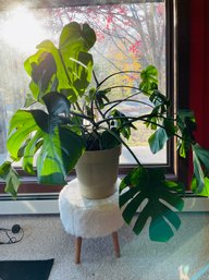 Large Monstera And Plastic Pot