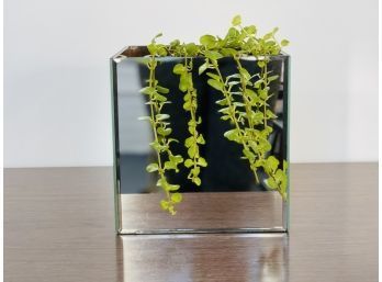 Modern Mirror Planter Cube W/ Plant
