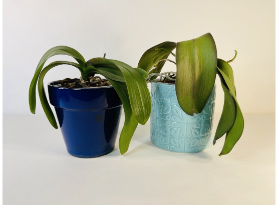 Pair Of Live Orchids In Pots