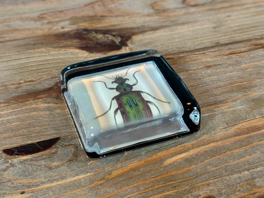 Bug Paperweight