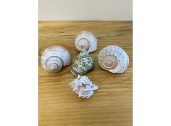 Seashells Lot Of 5