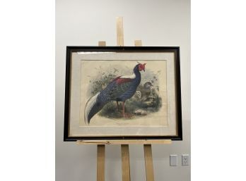 Swinhoes Pheasant Art Print