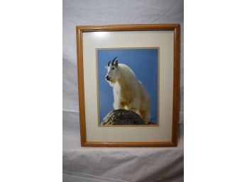 Beautiful Framed And Matted Photograph Of A Colorado Mountain Goat Signed By The Photographer