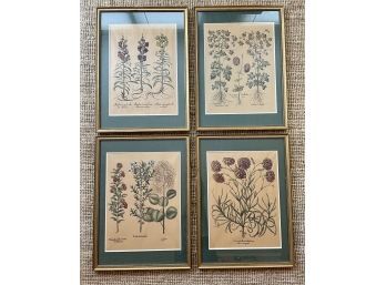 4 Large Framed Botanical Prints