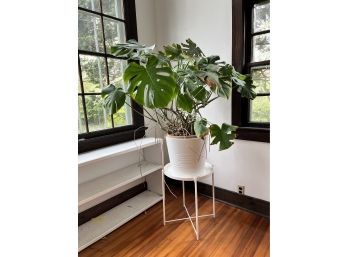 Large House Plant & Ikea Stand (Swiss Cheese Plant?)