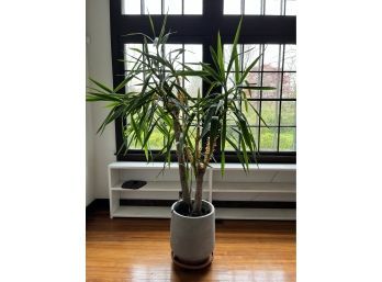 Large Palm (Yucca?) Plant