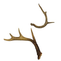 Two Natural Deer Antlers