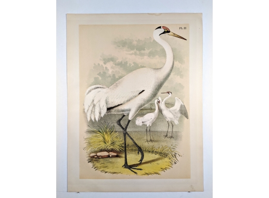 Whooping Crane: Exquisite Large 1888 Antique Lithographic Color Book Plate From 'The Birds Of North America'