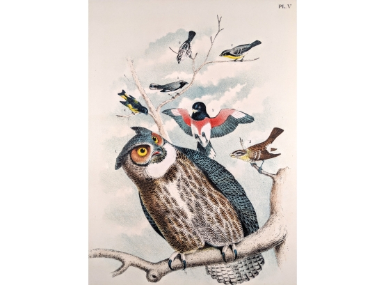 FINE AND EXQUISITE 1888 ANTIQUE LITHOGRAPHIC BOOK PLATE V FROM 'THE BIRDS OF NORTH AMERICA'