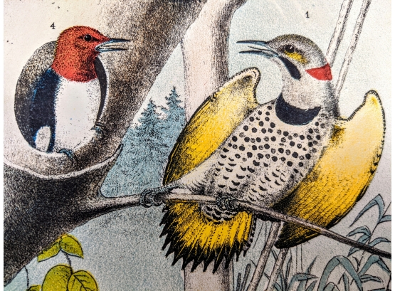 Fine And Exquisite 1888 Antique Lithographic Book Plate From 'The Birds Of North America'