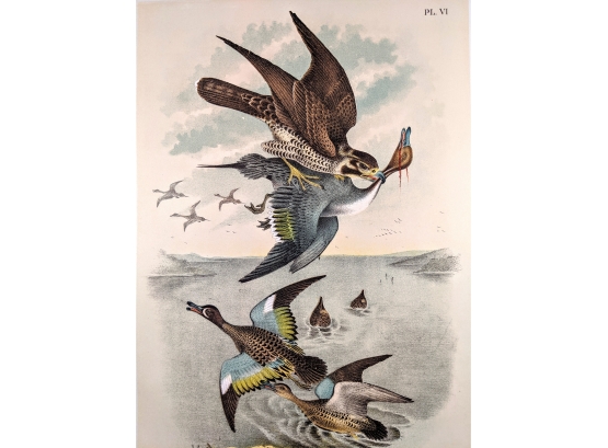 Hunting Hawk: Large Original 1888 Antique Lithographic Book Plate From 'The Birds Of North America'