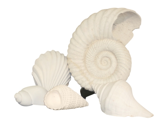 GROUP OF DECORATIVE SHELLS