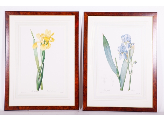 French Naturalist Iris Prints