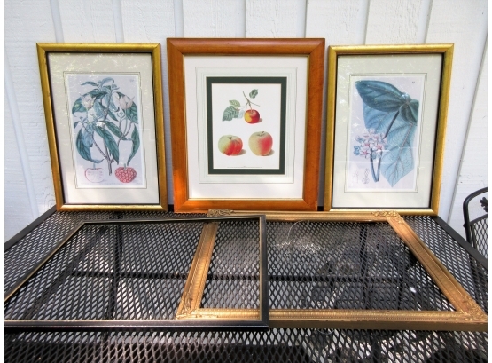 Three Traditional Botanical Prints & Two Frames