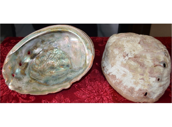 Clam Shells (2)