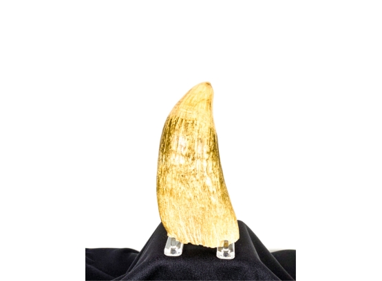 *LARGE ANTIQUE NATURAL TOOTH