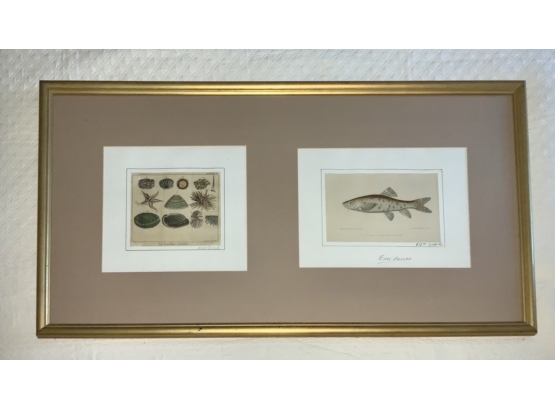 Framed Print Shells And Fish