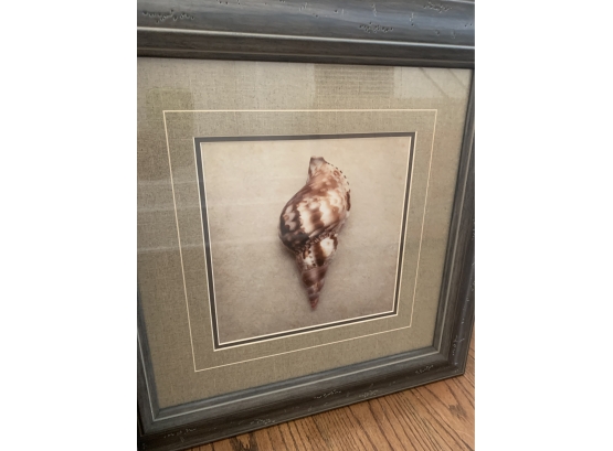 Set Of 4 Shell Prints In Rustic Wood Frames