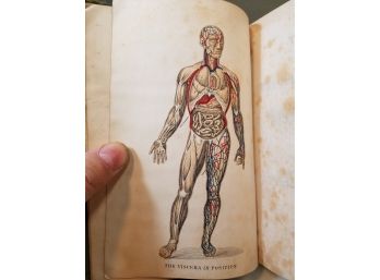 Hutchison's Physiology And Hygiene, 1884, Human Anatomy, B&W & Color Plates, 5.25' X 7.75'