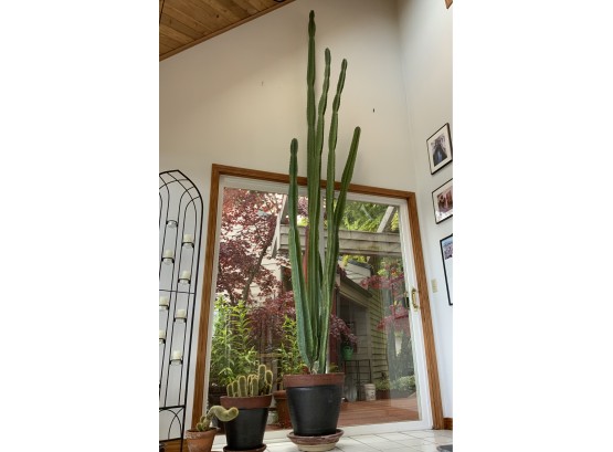 14 Foot Cereus Potted Cactus In Pot