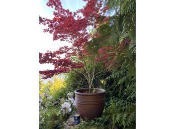 Amazing Ceramic Pot With An Equally Amazing Japanese Red Maple