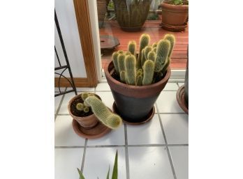Golden Snake Cactus Plants In Pot