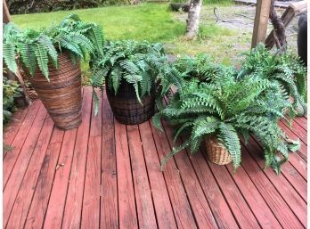 5x Faux Ferns And Wicker Containers And Baskets