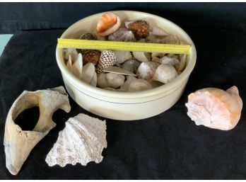 Beautiful Shell Collection In A Huge Low Crock