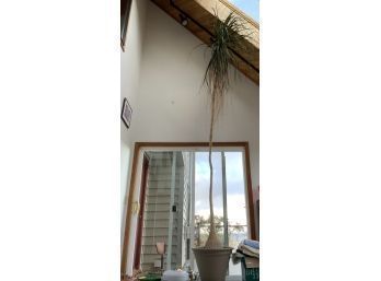 12 Foot Ponytail Palm In Pot