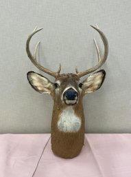 Mounted Deer Horns
