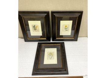 Three Framed Antique Botanical Prints C. 1835