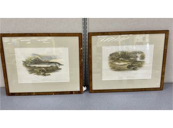 Pair Of Antique Framed Ichthyology Prints