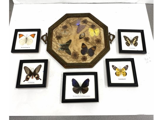 Mounted Butterflies And Antique Tray